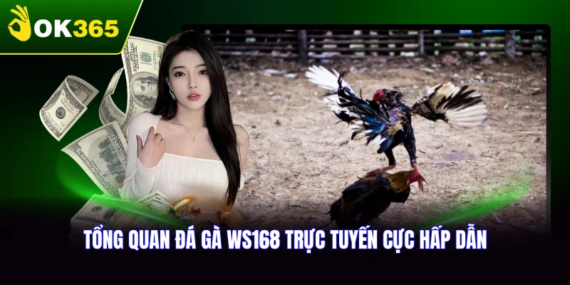 Tổng quan về đá gà WS168 trực tuyến hấp dẫn